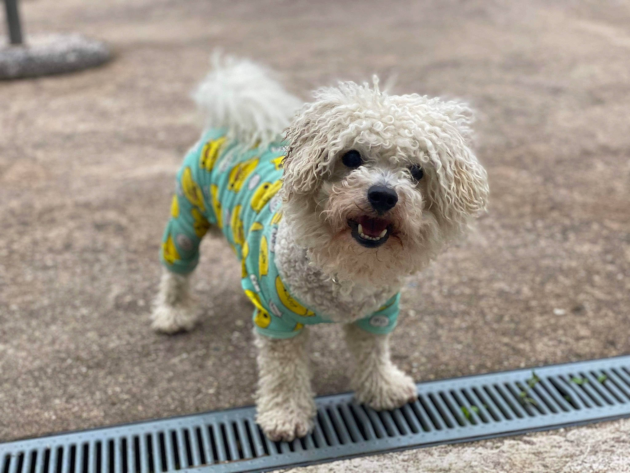 Bounty a rejoint le concours — aidez-le/la à gagner de superbes lots ! carnivore, collar, companion_dog, dog, dog_breed, dog_clothes, dog_collar, dog_supply, fashion_accessory, grass, pet_supply, poodle, small_terrier, sporting_group, tail, tennis_ball, terrier, toy_dog, water_dog, working_animal