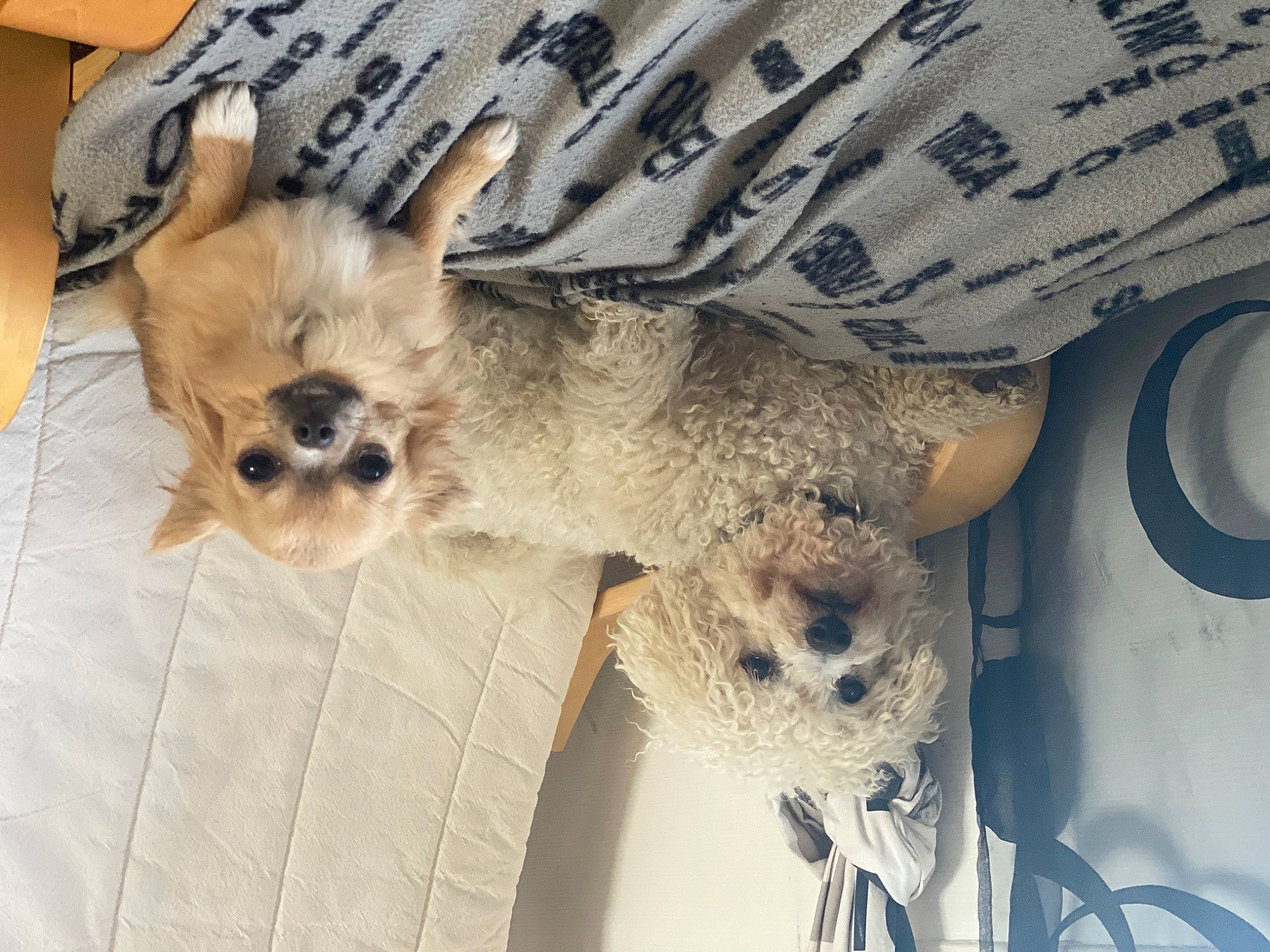 Bounty participe au concours pour gagner de l'argent avec cette photo : canidae, carnivore, chihuahua, circle, companion_dog, dog, dog_breed, dog_clothes, dog_supply, fawn, fur, non_sporting_group, pet_supply, small_terrier, snout, sporting_group, tail, terrier, toy_dog, whiskers