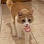 Speedy a rejoint le concours — aidez-le/la à gagner de superbes lots ! cat, orange, white, tile_floor, indoor, pet, animal, walking, pacifier, mouth, fur, tail, ears, whiskers, cute, domestic, playful, home, curious, floor