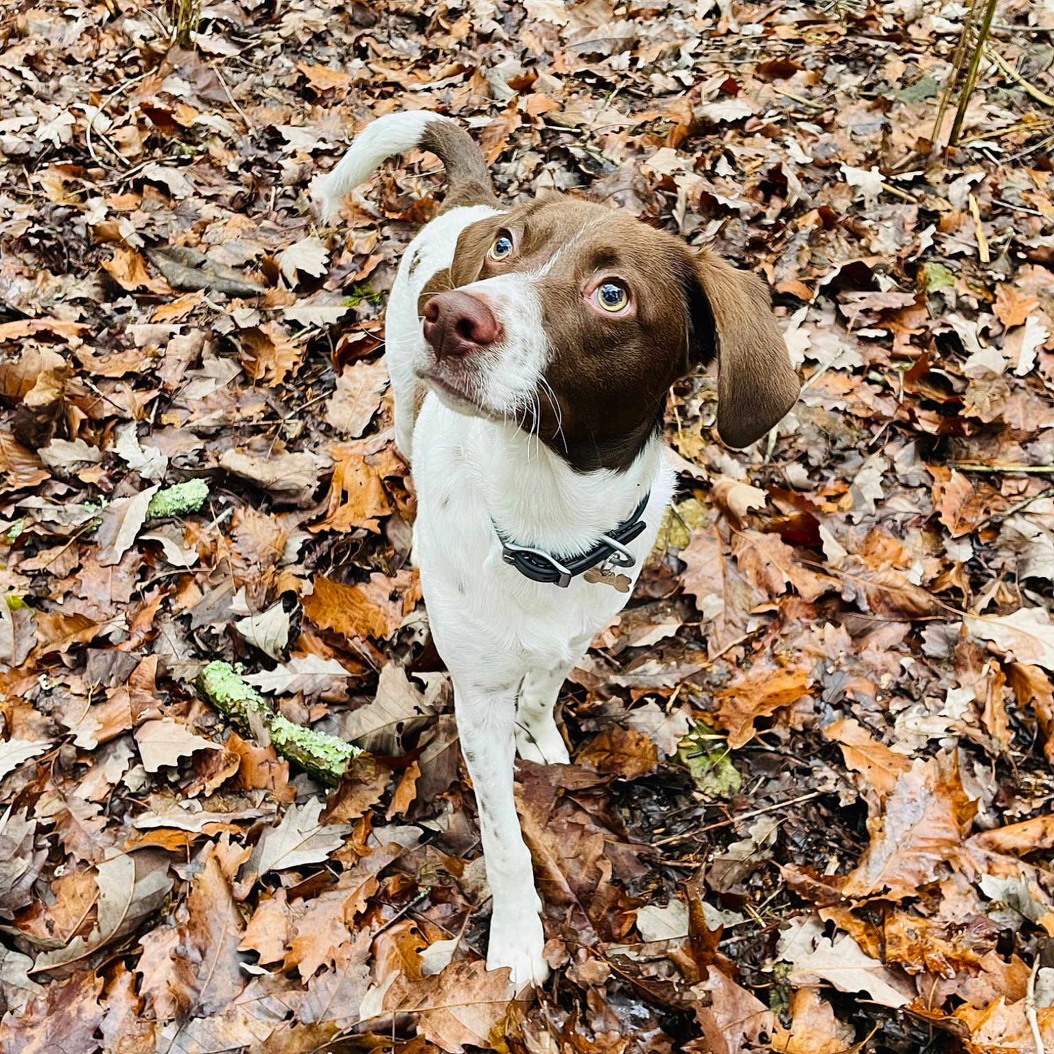 Toby