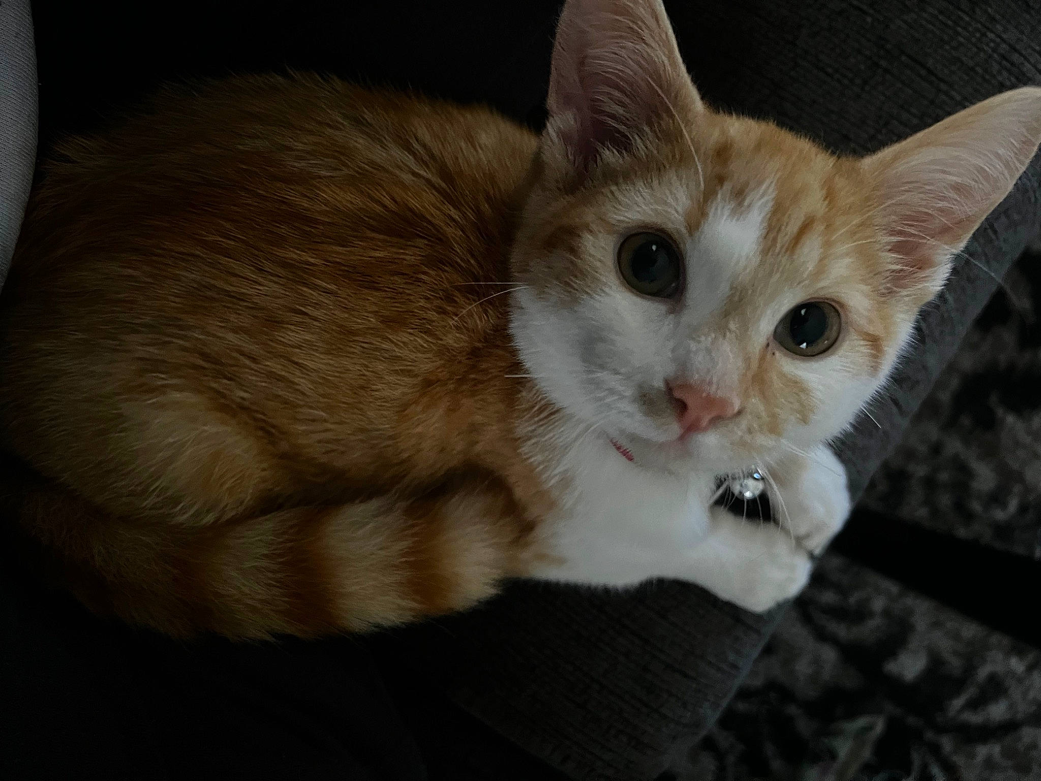 Foster joined the competition — help win amazing prizes! carnivore, cat, cat_furniture, claw, domestic_short_haired_cat, ear, fawn, felidae, fur, iris, paw, small_to_medium_sized_cats, snout, tail, whiskers