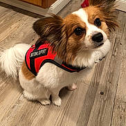 Henry joined the competition — help win amazing prizes! animal, attention, brown_and_white, canine, companion, cute, cute_pet, dog, domestic, ears, emotional_support, flooring, fur, house, indoor, looking_up, pet, small_dog, vest, wood_floor