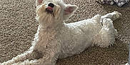 Izzy joined the competition — help win amazing prizes! dog, white_dog, carpet, indoor, pet, fluffy, tongue_out, relaxed, home, blanket, fur, animal, cute, laying_down, playful, canine, floor, domestic, companion, cozy