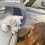 Izzy is registered to the contest to win money with this photo: puppy, dog, pet_carrier, car_interior, seatbelt, person, brown_hair, curious, white_fur, leather_seat, animal, cute, companion, travel, resting, closeup, indoors, young_dog, pet, interaction
