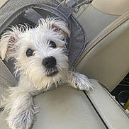 Izzy is registered to the contest to win money with this photo: dog, white_dog, pet, carrier, car_interior, seat, curious, fluffy, small_dog, animal, companion, cute, paws, leash, pet_carrier, resting, indoors, transport, fur, puppy