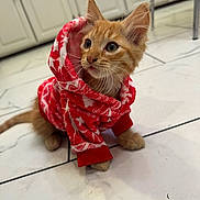 Mango is registered to the contest to win money with this photo: kitten, cat, orange_tabby, hoodie, clothing, pet, indoor, floor, tile, curious, cute, small, feline, whiskers, ears, animal, young, domestic, red, white