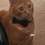 Peanut joined the competition — help win amazing prizes! cat, orange_cat, tabby, bow_tie, bell, pet, animal, carpet, indoor, feline, whiskers, ears, fur, attention, sitting, domestic_animal, cute, close_up, portrait, curious
