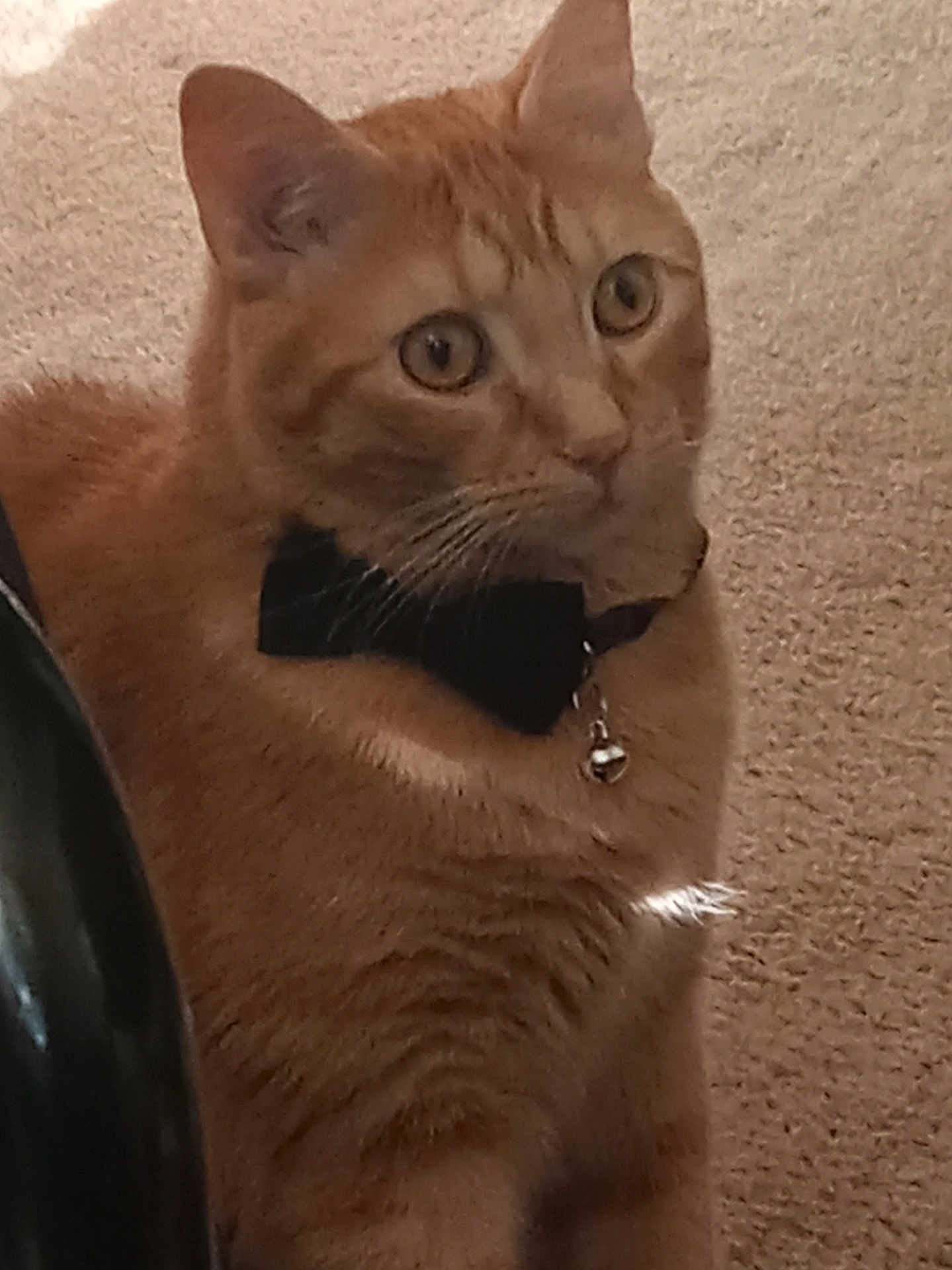 Peanut