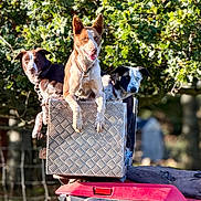 Our Dogs is registered to the contest to win money with this photo: dogs, three_dogs, canine, pets, outdoors, woodland, forest, off_road_vehicle, atv, metal_box, animal_portrait, sitting, standing, leashes, brown_dog, tan_dog, black_and_white_dog, blue_eyes, sunlight, nature