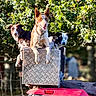 dogs, three_dogs, canine, pets, outdoors, woodland, forest, off_road_vehicle, atv, metal_box, animal_portrait, sitting, standing, leashes, brown_dog, tan_dog, black_and_white_dog, blue_eyes, sunlight, nature