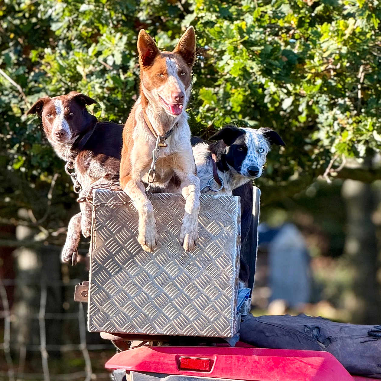 Our Dogs is registered to the contest to win money with this photo: dogs, three_dogs, canine, pets, outdoors, woodland, forest, off_road_vehicle, atv, metal_box, animal_portrait, sitting, standing, leashes, brown_dog, tan_dog, black_and_white_dog, blue_eyes, sunlight, nature