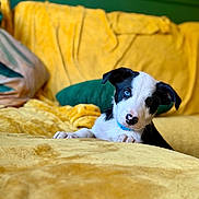 Strider joined the competition — help win amazing prizes! puppy, dog, black_and_white, pet, animal, face, eyes, blue_collar, head_tilt, curious, cute, portrait, indoors, couch, blanket, yellow, green_background, home, cozy, sitting