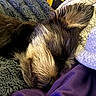 Samson joined the competition — help win amazing prizes! animal, blanket, close_up, companion, cozy, cute, dog, ear, fur, indoors, mammal, nap, pet, portrait, relaxed, rest, sleeping, snuggle, soft_texture, warm