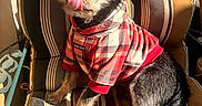 Samson is registered to the contest to win money with this photo: animal, cozy, cute, dog, fur, furniture, happy, outdoor, paw, pet, plaid_hoodie, playful, red_clothing, relaxing, sitting, small_dog, striped_chair, striped_cushion, sunlight, tongue_out