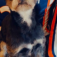 Samson joined the competition — help win amazing prizes! animal, black, brown, companion, couch, cozy, cute, dog, fur, furry, fuzzy, home, indoor, looking_up, pet, pillow, portrait, sitting, striped, white