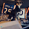 Samson is registered to the contest to win money with this photo: black_fur, brown_fur, couch, cozy, cute, dog, funny, fur, glasses, indoor, laptop, pet, pillow, sitting, small_dog, sports_pillow, table, technology, white_fur, wooden_table