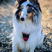 Violine participe au concours pour gagner de l'argent avec cette photo : dog, blue_eyes, fluffy_fur, sitting, outdoor, gravel, sunlight, pet, animal, ears, closeup, portrait, muzzle, fur_texture, nature, canine, daylight, watchful, quiet, leisure