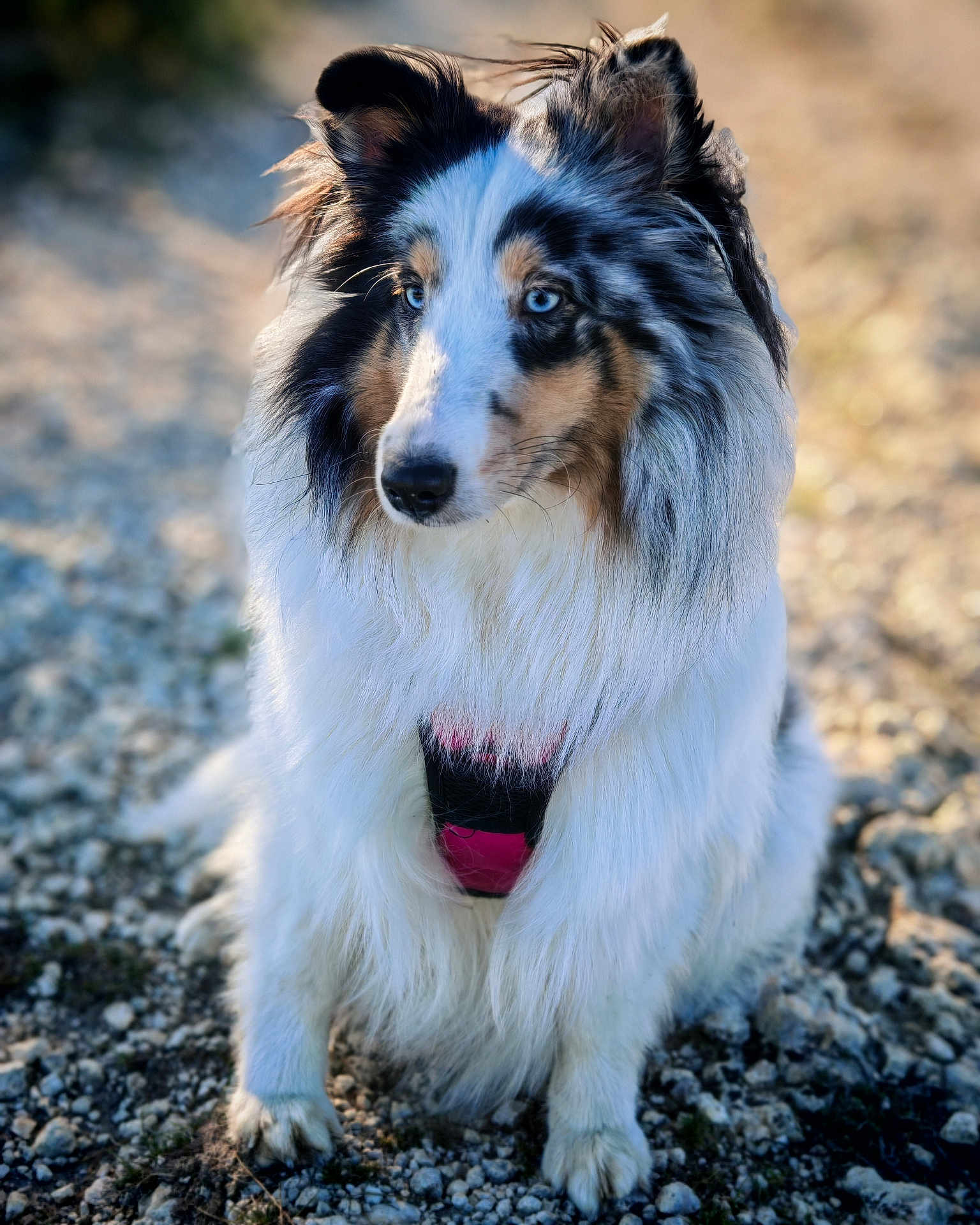 Violine participe au concours pour gagner de l'argent avec cette photo : dog, blue_eyes, fluffy_fur, sitting, outdoor, gravel, sunlight, pet, animal, ears, closeup, portrait, muzzle, fur_texture, nature, canine, daylight, watchful, quiet, leisure