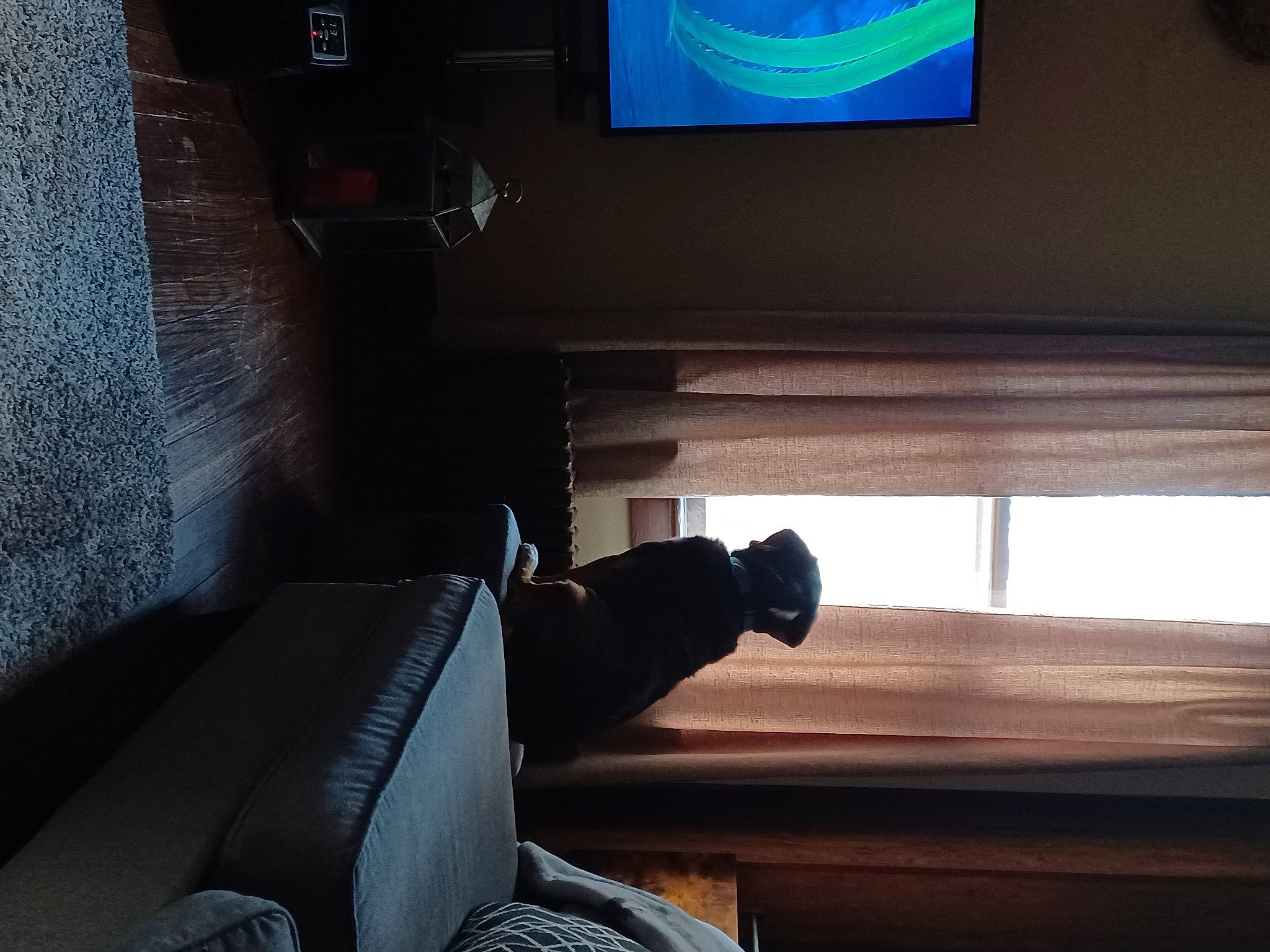 Larry joined the competition — help win amazing prizes! automotive_design, building, ceiling, comfort, darkness, flat_panel_display, floor, flooring, glass, hardwood, house, interior_design, living_room, room, shadow, sky, stairs, tints_and_shades, vehicle_door, wood