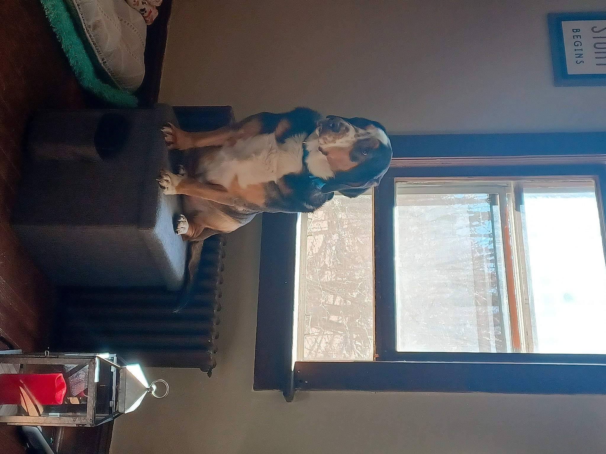 Larry joined the competition — help win amazing prizes! art, baby, building, ceiling, flooring, hardwood, house, machine, molding, plaster, room, sash_window, sculpture, shade, statue, toddler, window, window_blind, window_covering, wood