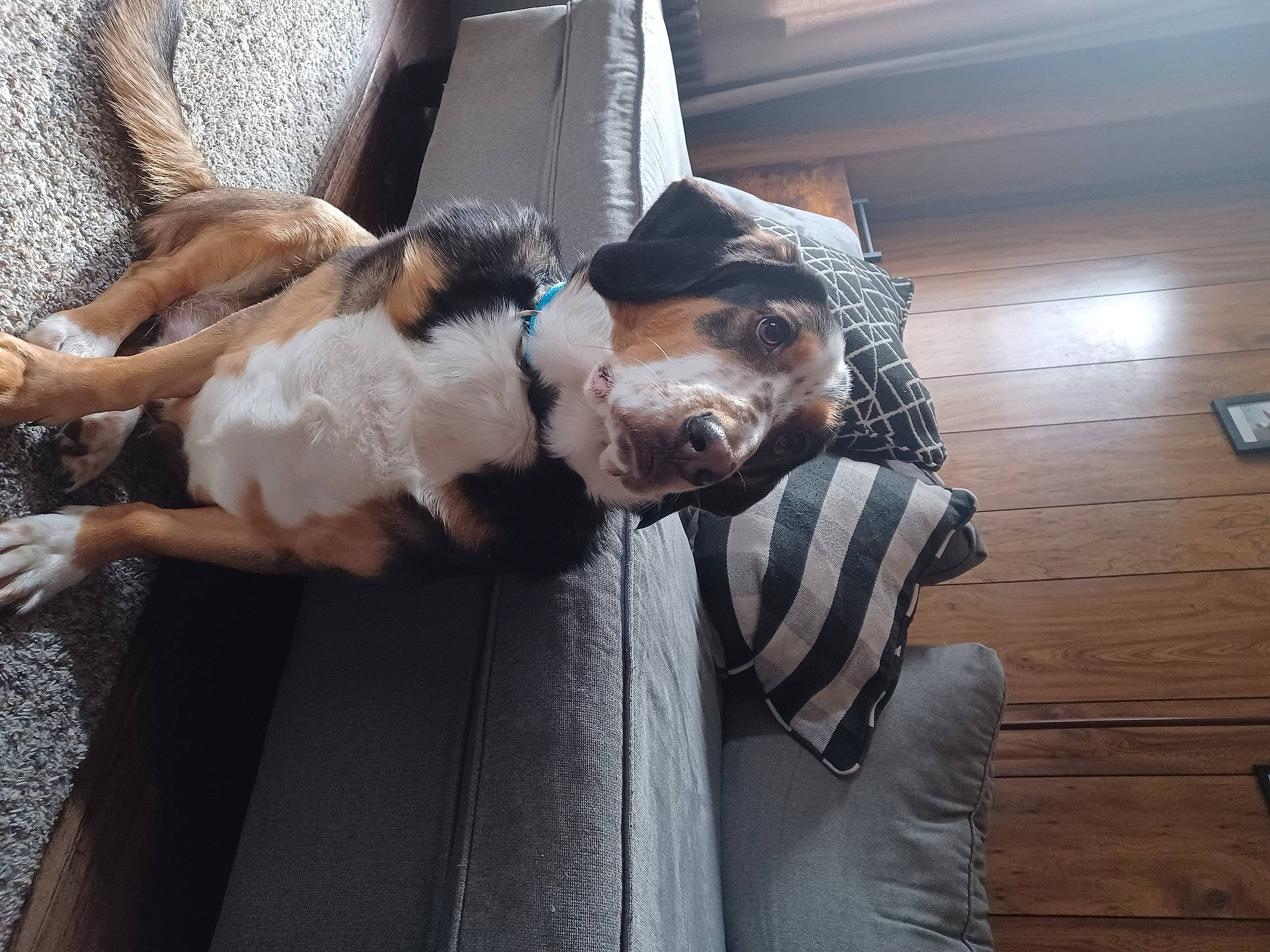 Larry joined the competition — help win amazing prizes! canidae, carnivore, collar, companion_dog, dog, dog_breed, dog_collar, fawn, felidae, fur, guard_dog, paw, small_to_medium_sized_cats, snout, sporting_group, tail, toy_dog, whiskers, wood, working_animal