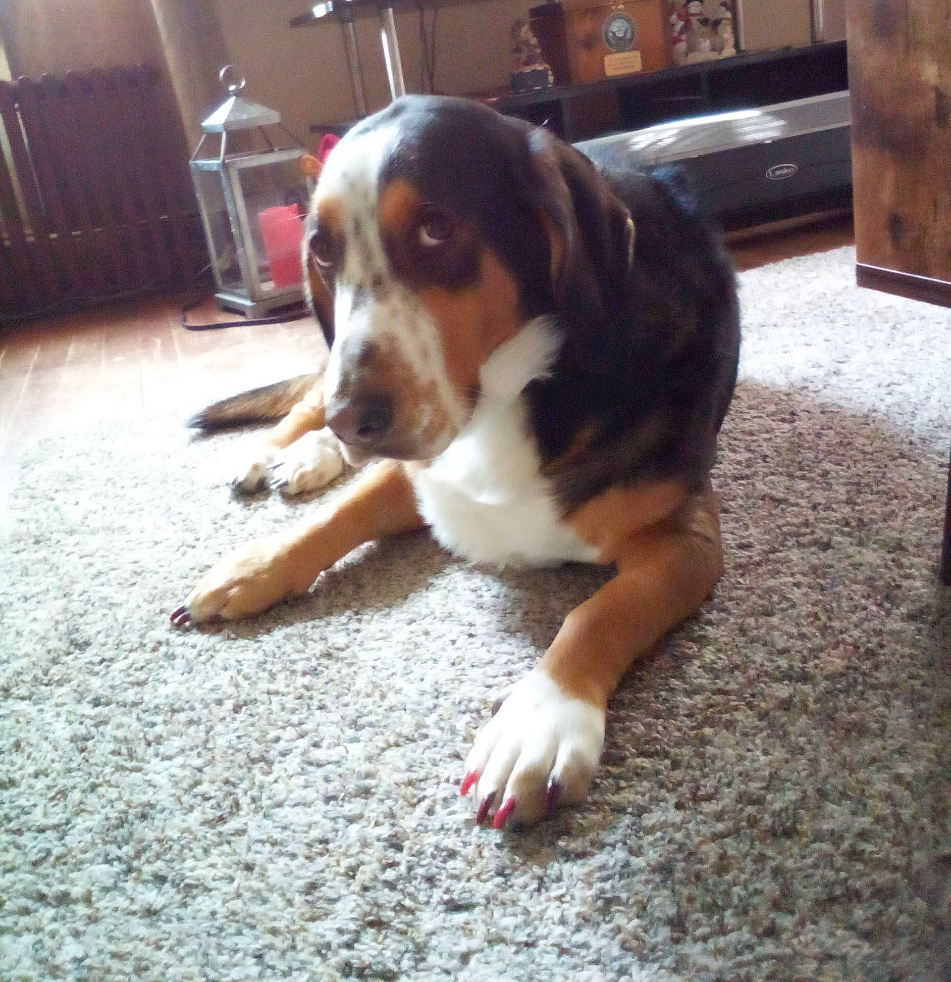 Larry joined the competition — help win amazing prizes! canidae, carnivore, companion_dog, dog, dog_breed, floor, flooring, hardwood, hound, scent_hound, snout, sporting_group, terrestrial_animal, wood, working_animal, working_dog