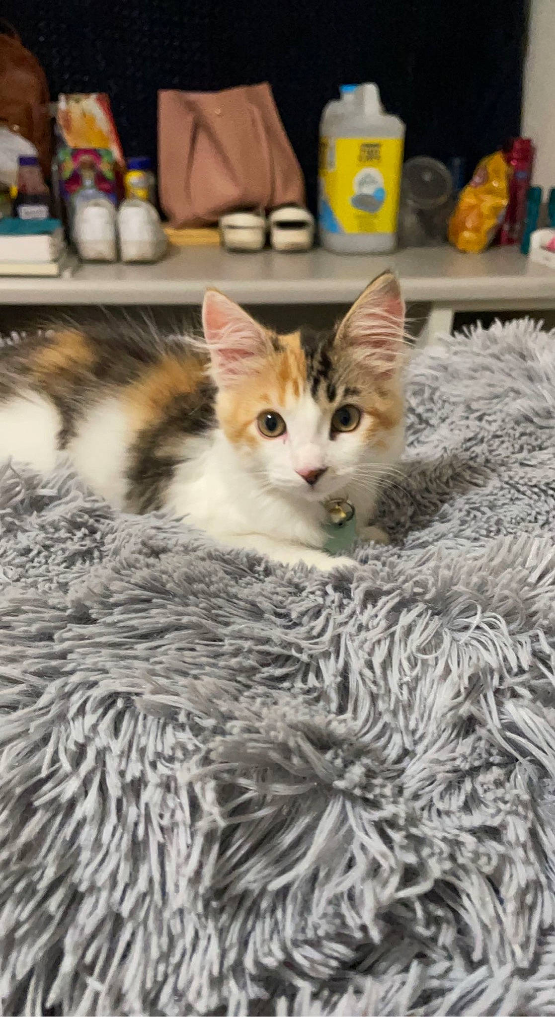 Izzie is registered to the contest to win money with this photo: carnivore, cat, cat_furniture, cat_supply, domestic_short_haired_cat, fawn, felidae, flooring, fur, paw, porcelain, room, serveware, small_to_medium_sized_cats, snout, tableware, tail, tree, whiskers, wood