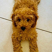 Api participe au concours pour gagner de l'argent avec cette photo : adorable, animal, brown_fur, canine, collar, curly_fur, cute, dog, ears, floor, fur, indoor, looking_up, lying_down, nose, paw, pet, puppy, small_dog, tile_floor