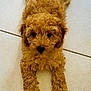 adorable, animal, brown_fur, canine, collar, curly_fur, cute, dog, ears, floor, fur, indoor, looking_up, lying_down, nose, paw, pet, puppy, small_dog, tile_floor