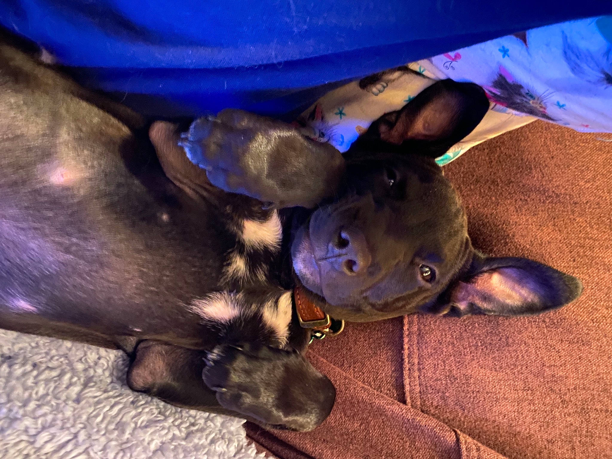 Lambeau joined the competition — help win amazing prizes! canidae, carnivore, companion_dog, dog, dog_breed, electric_blue, fashion_accessory, fawn, fur, hat, liver, non_sporting_group, paw, snout, sporting_group, tail, working_animal