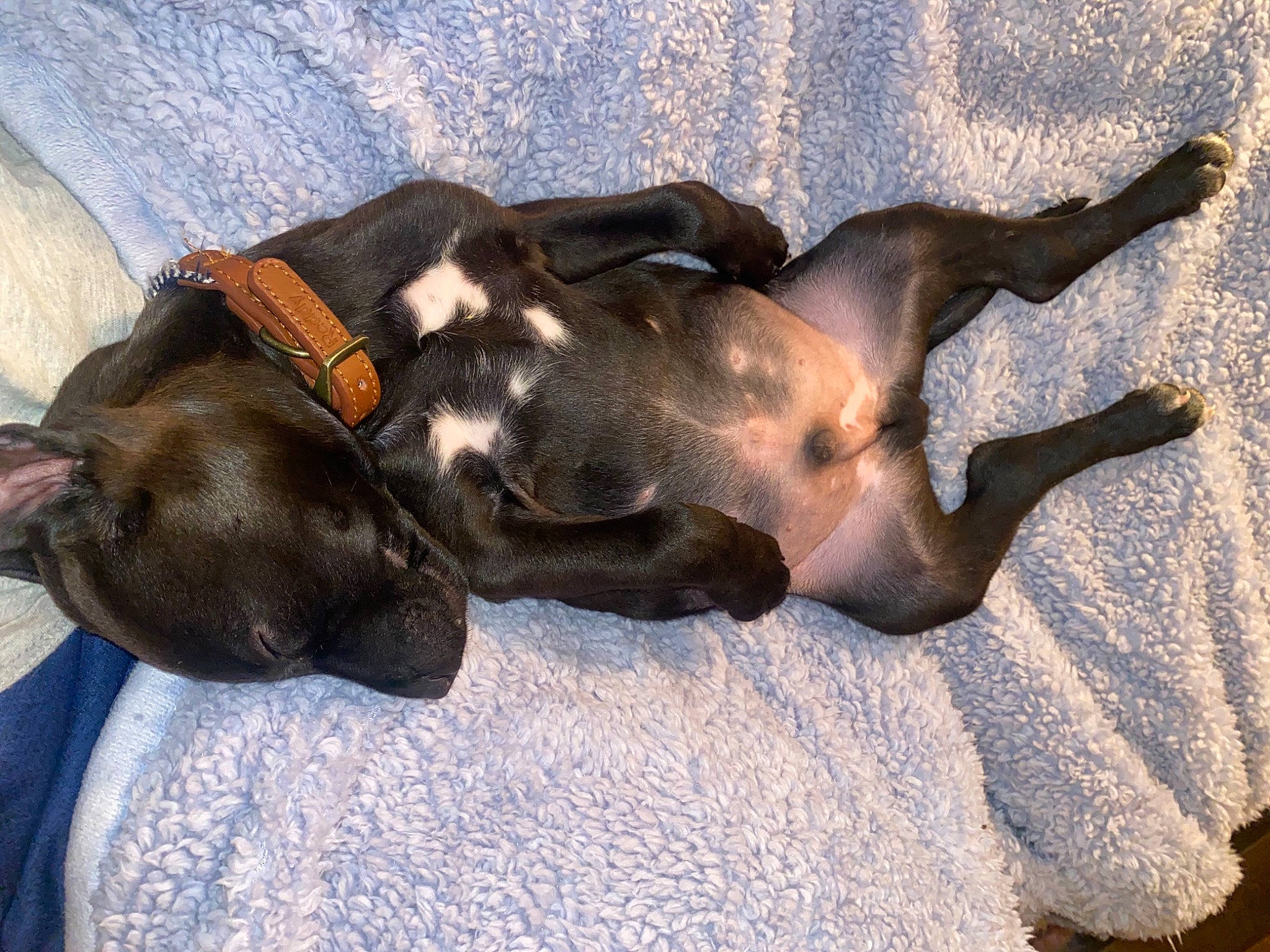 Lambeau joined the competition — help win amazing prizes! art, canidae, carnivore, comfort, dog, dog_breed, fawn, fur, guard_dog, liver, mammal, nap, paw, sleep, snout, sporting_group, terrestrial_animal, vertebrate, wood, working_animal