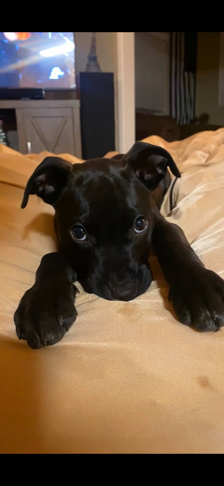 Lambeau is registered to the contest to win money with this photo: borador, canidae, carnivore, comfort, companion_dog, dog, dog_breed, fawn, guard_dog, hardwood, kitchen_appliance, non_sporting_group, refrigerator, snout, sporting_group, terrestrial_animal, toy_dog, whiskers, working_animal