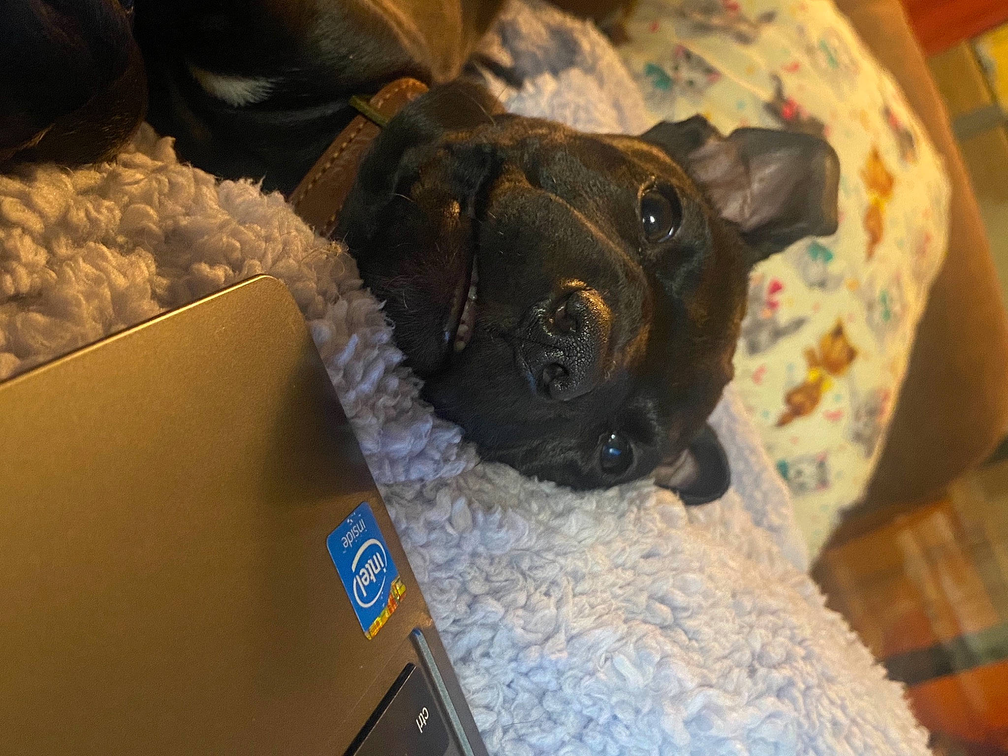 Lambeau joined the competition — help win amazing prizes! bulldog, carnivore, comfort, companion_dog, couch, dog, dog_breed, ear, fawn, fur, linens, pug, reflex_camera, snout, sporting_group, toy_dog, vertebrate, whiskers, working_animal, wrinkle
