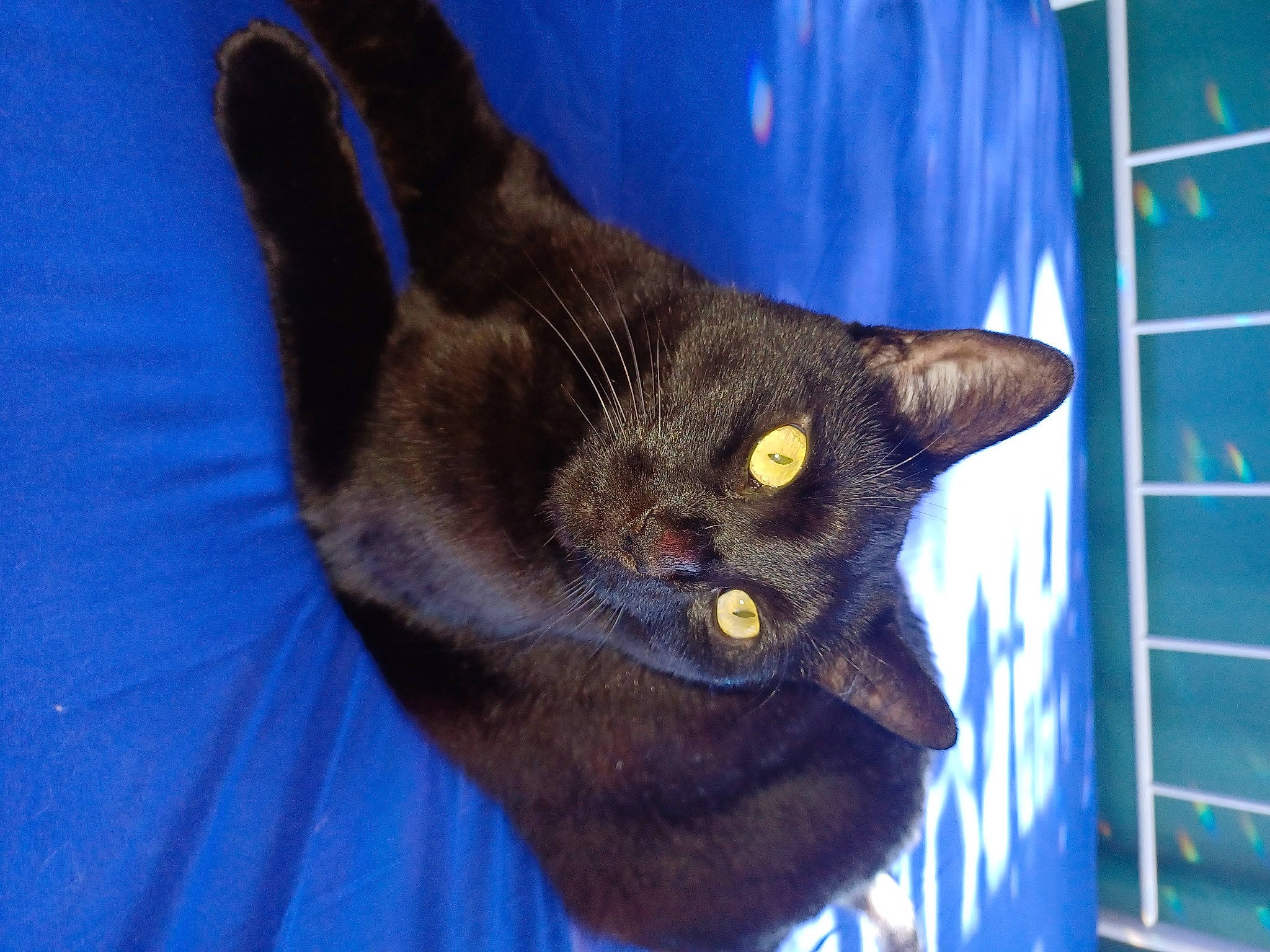 Rambo is registered to the contest to win money with this photo: black_cat, blue, carnivore, cat, claw, domestic_short_haired_cat, ear, electric_blue, eye, felidae, fur, gesture, havana_brown, human_body, iris, small_to_medium_sized_cats, snout, tail, whiskers, window