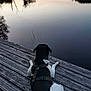 Moga participe au concours pour gagner de l'argent avec cette photo : animal, calm, dock, dog, evening, harness, lake, landscape, nature, outdoor, peaceful, reeds, reflection, relaxing, scenic, sky, sunset, trees, water, wood