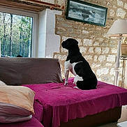 Moga a rejoint le concours — aidez-le/la à gagner de superbes lots ! artwork, black_and_white, blanket, couch, cozy, curiosity, daylight, dog, floor, frame, furniture, home, indoor, lamp, looking_out, pet, pillow, sitting, stone_wall, window