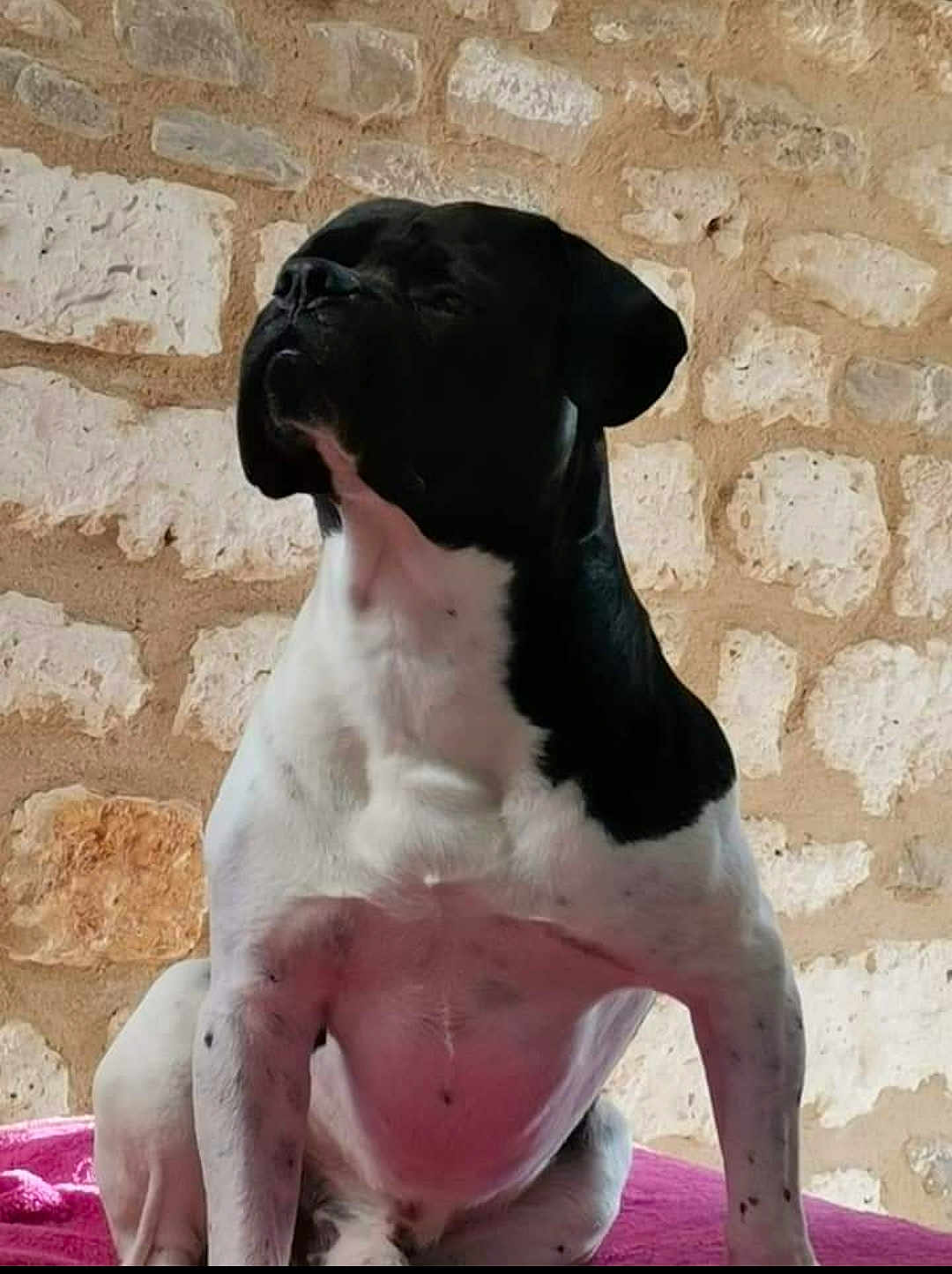 Moga a rejoint le concours — aidez-le/la à gagner de superbes lots ! animal, black_and_white, calm, canine, companion, cute, dog, domestic_animal, fur, indoor, looking_up, medium_sized_dog, pet, pink_blanket, portrait, quiet, relaxed, resting, sitting, stone_wall