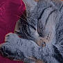 Lilly a rejoint le concours — aidez-le/la à gagner de superbes lots ! animal, cat, close_up, cozy, cute, ear, feline, fur, indoor, mammal, nose, paw, pet, red_background, relaxed, resting, sleeping, soft, tabby, whiskers