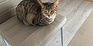 Lilly a rejoint le concours — aidez-le/la à gagner de superbes lots ! animal, cat, chair, cozy, domestic, ears, feline, furniture, gray_brown, home_interior, indoor, pet_bed, quiet, relaxed, resting, sitting, striped_fur, tabby_cat, whiskers, wooden_floor
