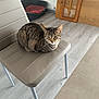 animal, cat, chair, cozy, domestic, ears, feline, furniture, gray_brown, home_interior, indoor, pet_bed, quiet, relaxed, resting, sitting, striped_fur, tabby_cat, whiskers, wooden_floor