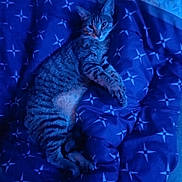 Lilly a rejoint le concours — aidez-le/la à gagner de superbes lots ! animal, bed, blue_blanket, cat, comfort, cozy, cute, feline, fur, indoor, pattern, paws, pet, quiet, relaxing, resting, sleeping, striped, tabby, whiskers