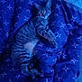 animal, bed, blue_blanket, cat, comfort, cozy, cute, feline, fur, indoor, pattern, paws, pet, quiet, relaxing, resting, sleeping, striped, tabby, whiskers