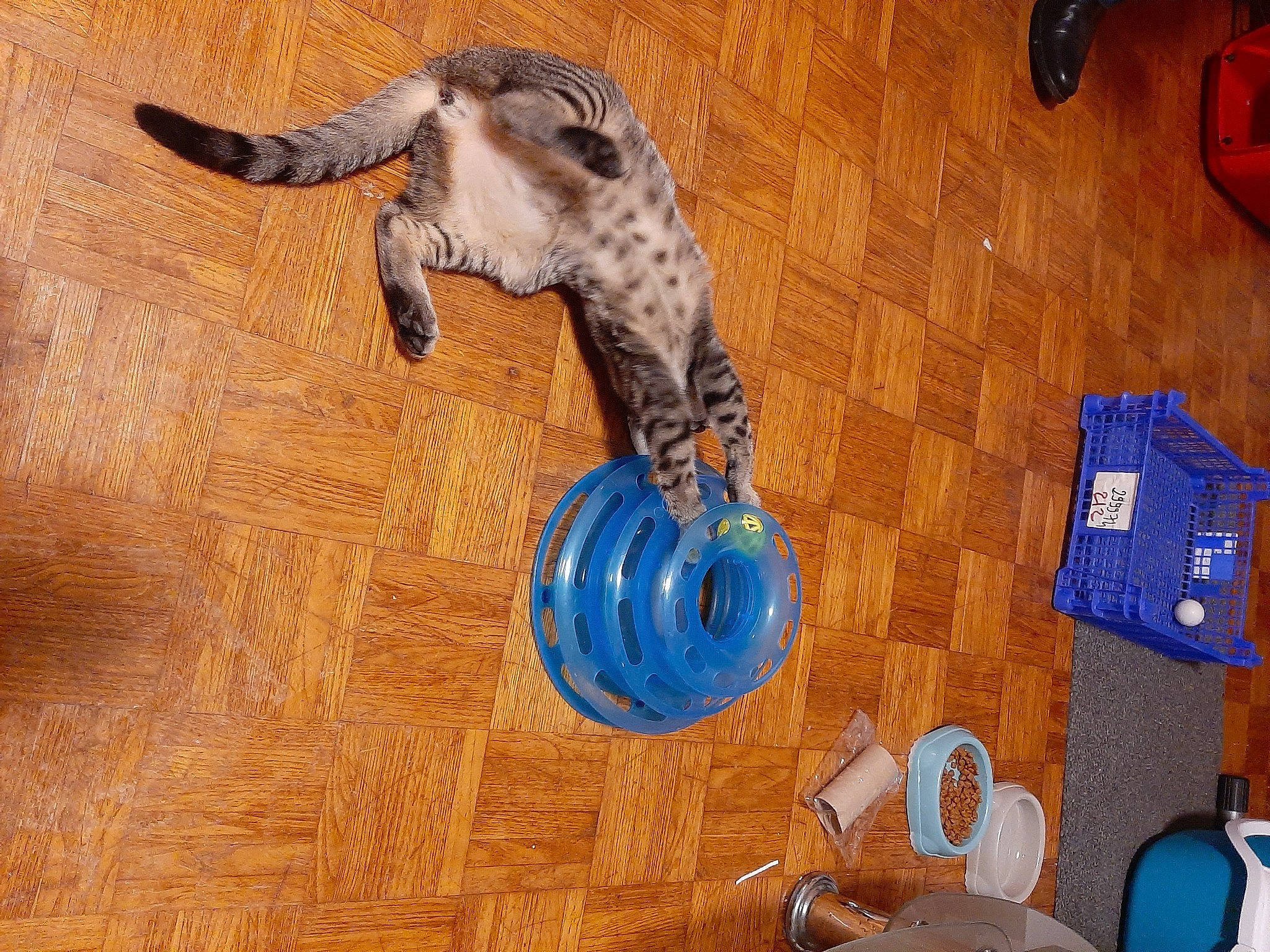 Lily a rejoint le concours — aidez-le/la à gagner de superbes lots ! bengal, carnivore, cat, felidae, kitten, ocicat, savannah, small_to_medium_sized_cats, tail