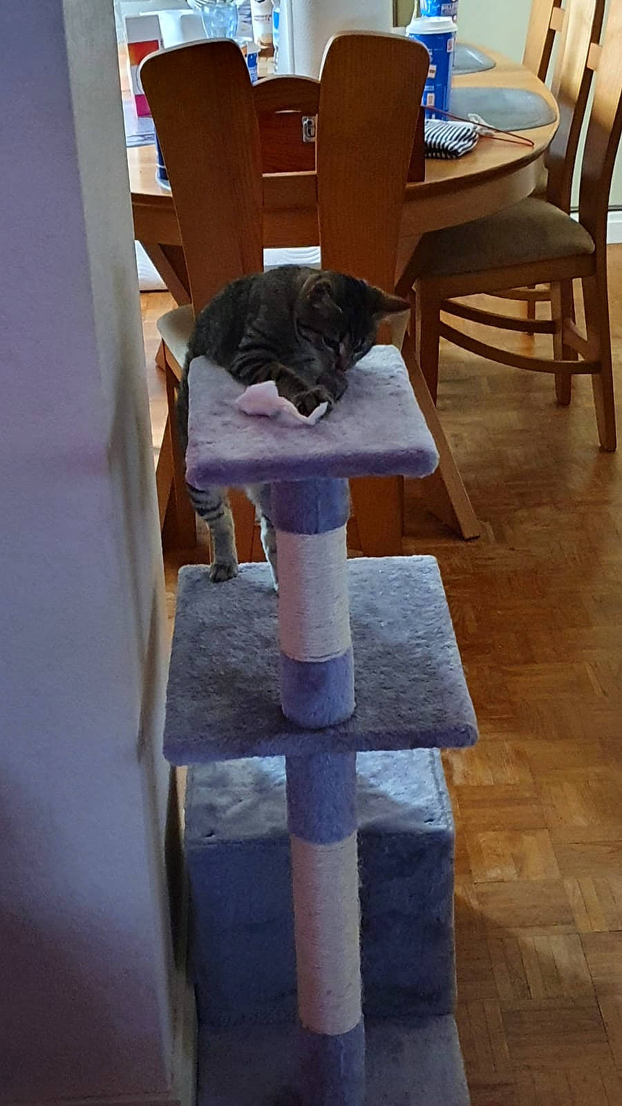 Lily participe au concours pour gagner de l'argent avec cette photo : cat, chair, felidae, furniture, leg