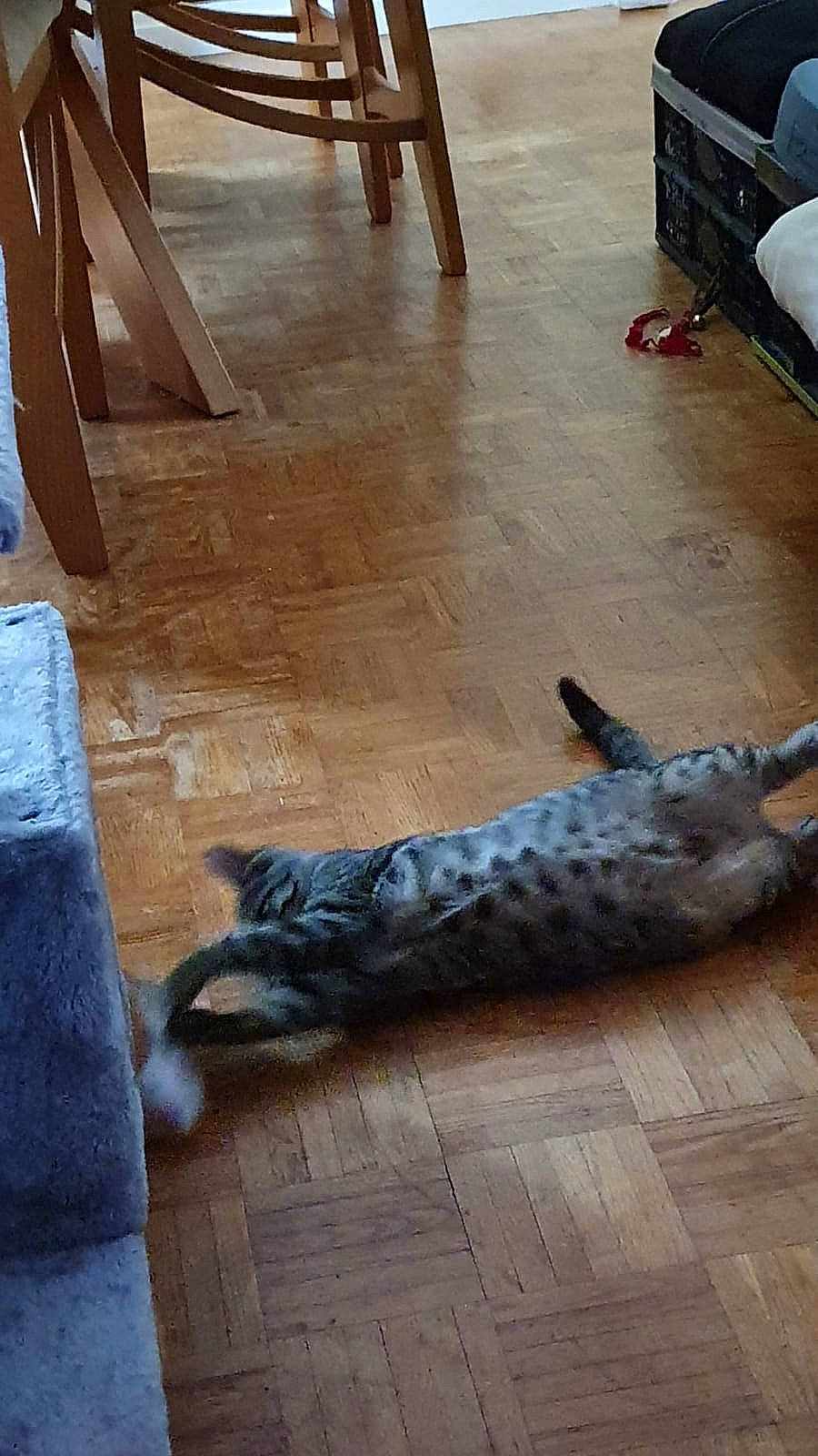 Lily participe au concours pour gagner de l'argent avec cette photo : canidae, carnivore, cat, dog_breed, fawn, felidae, floor, flooring, hardwood, laminate_flooring, small_to_medium_sized_cats, sporting_group, tail, wood, wood_flooring