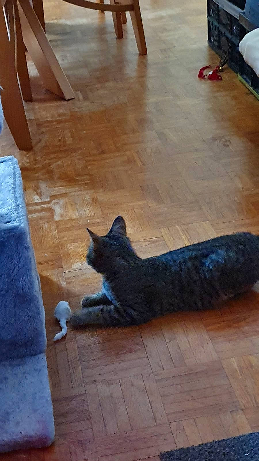 Lily participe au concours pour gagner de l'argent avec cette photo : black_cat, carnivore, cat, domestic_short_haired_cat, felidae, floor, flooring, hardwood, laminate_flooring, small_to_medium_sized_cats, tail, whiskers, wood, wood_flooring