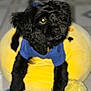 dog, black_dog, blue_shirt, plush_bed, yellow_bed, pom_pom, pet, indoor, floor, curious_look, fur, canine, animal, cute, companion, domestic_pet, resting, cozy, soft_texture, playful