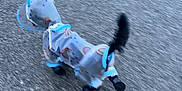 Oso is registered to the contest to win money with this photo: dog, raincoat, rainboots, walking, pavement, outdoor, pet, canine, blur, motion, rainy_day, colorful, small_dog, tail, fur, animal, leash, weather, cute, apparel