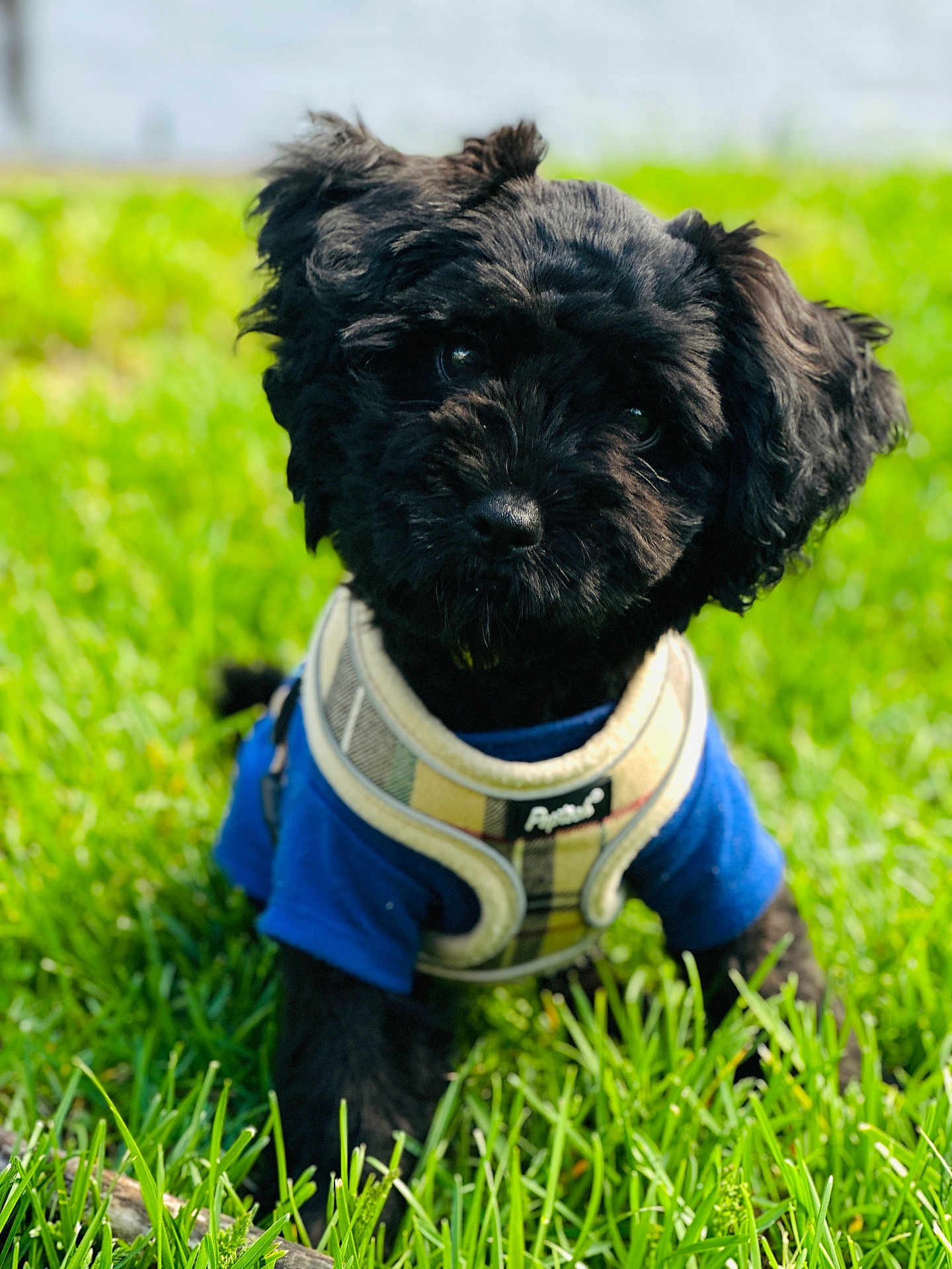 Oso