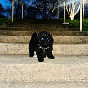 Oso joined the competition — help win amazing prizes! animal, bare_trees, black_dog, collar, concrete, dark, dog, evening, flash, glowing_eyes, lamp_post, leash, night, outdoor, pet, puppy, small_dog, stairs, steps, trees